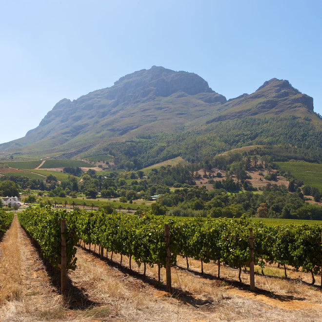 South Africa Winemaker Tasting