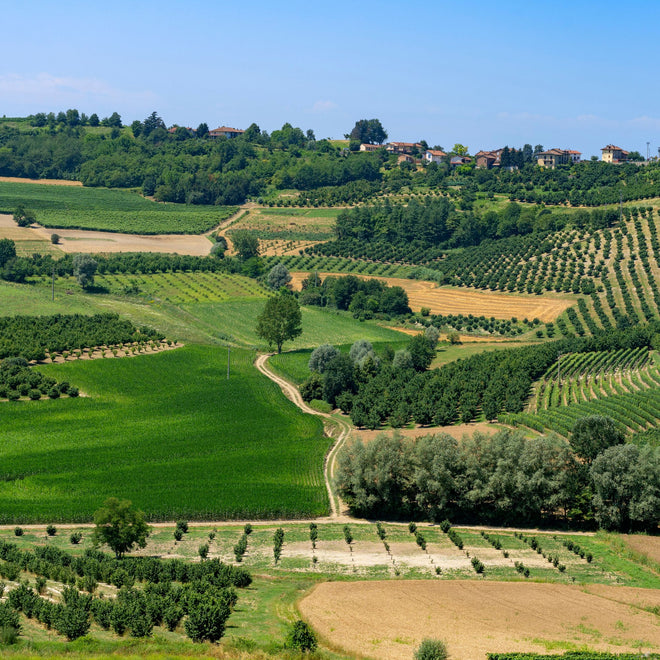 Marchesi Antinori Wine Dinner