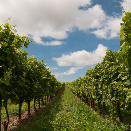 The Magicians of Marche – Umani Ronchi Wine Dinner